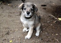 Общественная палата Крыма разрабатывает проект закона «О содержании домашних животных в РК»