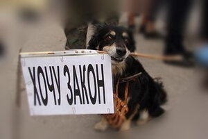 Законопроект «О содержании и защите от жестокого обращения домашних животных в Республике Крым» может быть рассмотрен на ближайшей сессии крымского парламента