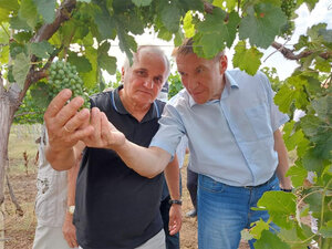 Крым подтолкнет закон о виноградарстве
